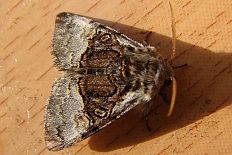 Incurvaria zinckenii - Haseleule (Krebssuppe)
